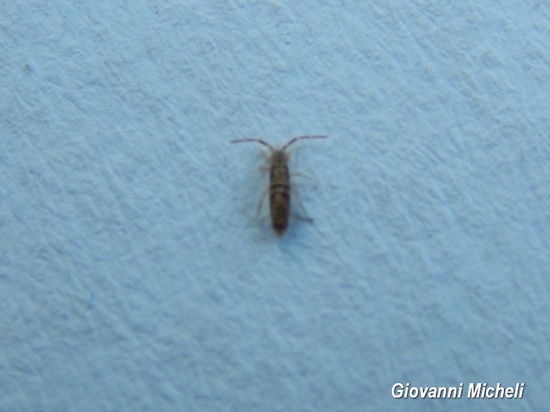 Collembola: cfr. Orchesella villosa (Entomobryidae)